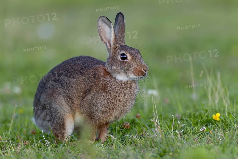Wild rabbits (Oryctolagus cuniculus) with such immaculate fur are rarely seen, Germany
