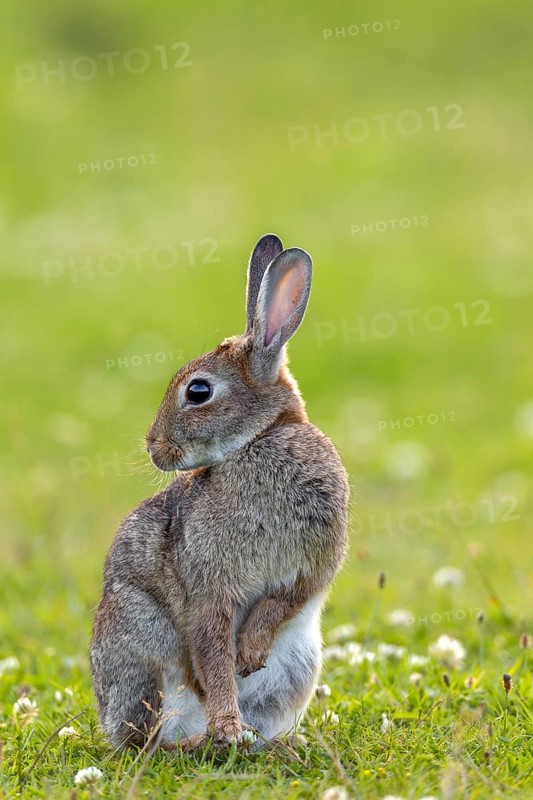 A wild rabbit (Oryctolagus cuniculus) grooming its fur, Germany