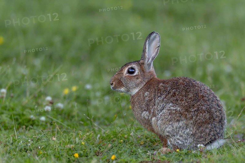 Vigilance is life insurance for wild rabbits (Oryctolagus cuniculus) because they have many predators, Germany