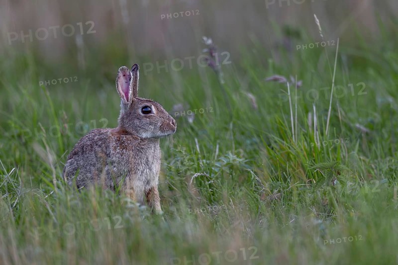 The spoons of older wild rabbits (Oryctolagus cuniculus) in particular often show their age, Germany