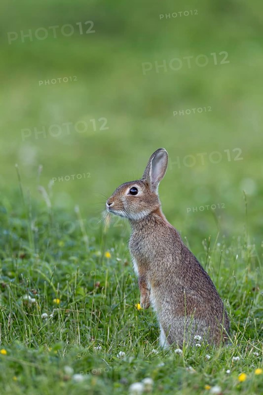 The young wild rabbit (Oryctolagus cuniculus) has stood upright to get a better overview, young animal, animal children, upright, Germany