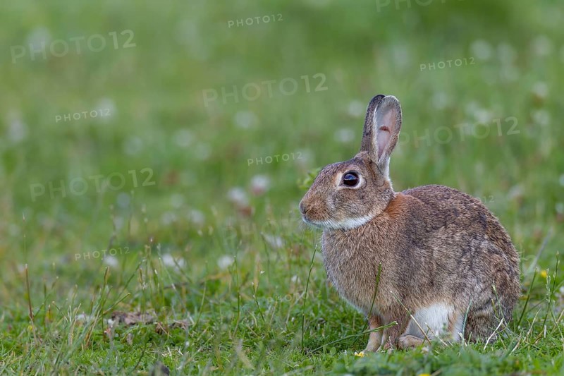 An adult wild rabbit (Oryctolagus cuniculus) in the early evening in a meadow with an injury in the spoon, ears, Germany