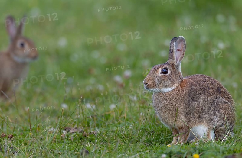 A wild rabbit (Oryctolagus cuniculus) cautiously approaches an adult buck, Germany
