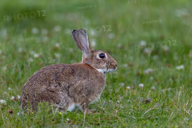 An adult wild rabbit (Oryctolagus cuniculus) in a meadow in the early evening, Germany