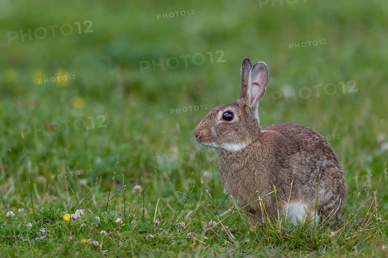 This wild rabbit (Oryctolagus cuniculus) buck has a well-healed ear injury, Germany