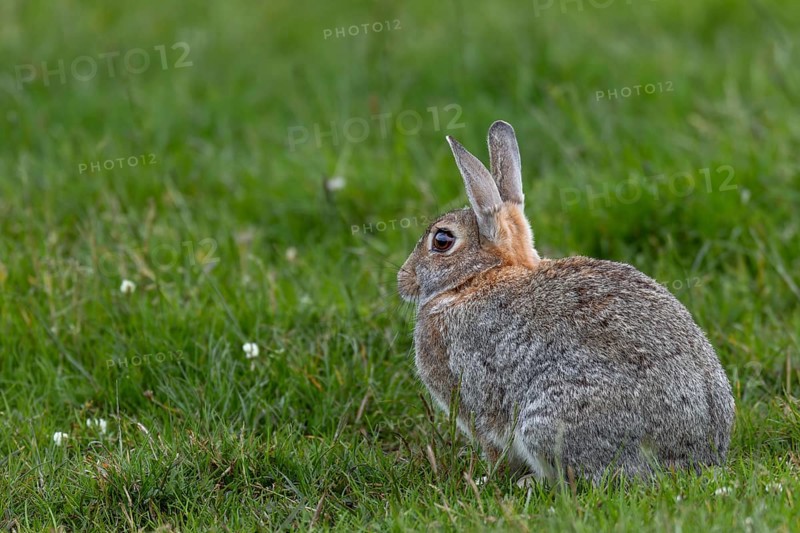 After grooming, the wild rabbit (Oryctolagus cuniculus) sits relaxed but always alert in the meadow, Germany