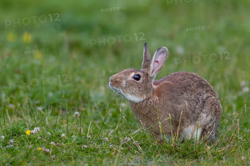 A wild rabbit (Oryctolagus cuniculus) buck marks its territory with the submandibular gland located under the chin, secretion, Germany