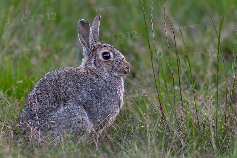 In the evening, an adult wild rabbit (Oryctolagus cuniculus) appears on the moor meadow, Germany