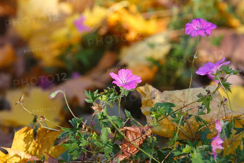 Flowering cranesbill (Geranium), in autumn foliage, North Rhine-Westphalia, Germany