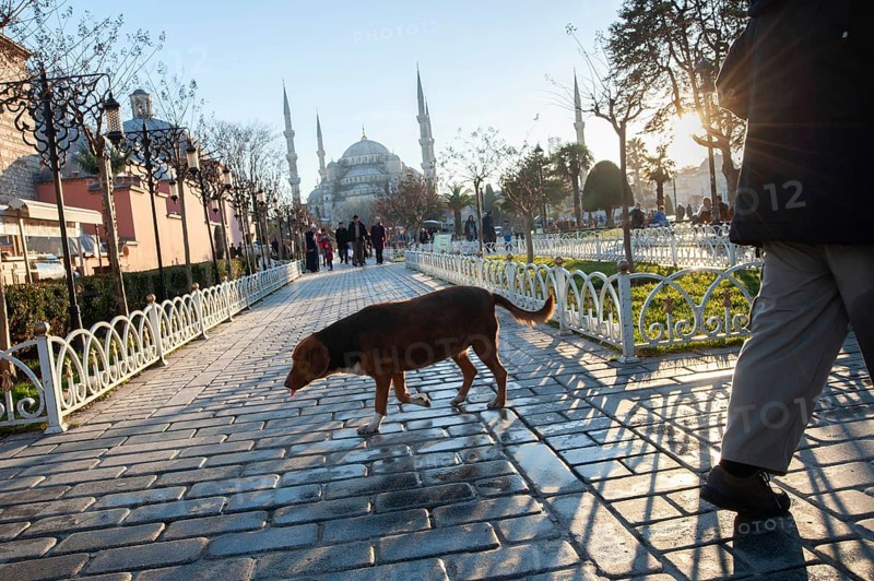 Istanbul, Turkey – February 03, 2016 The fat and lazy Street Dogs of Istanbul, Turkey