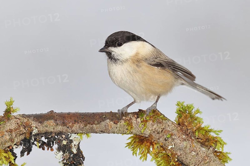 Willow Tit (Parus montanus), Willow Tit (Parus montanus) sitting on a branch overgrown with moss, Wildlife, Animals, Birds, Wilnsdorf, North Rhine-Westphalia, Germany