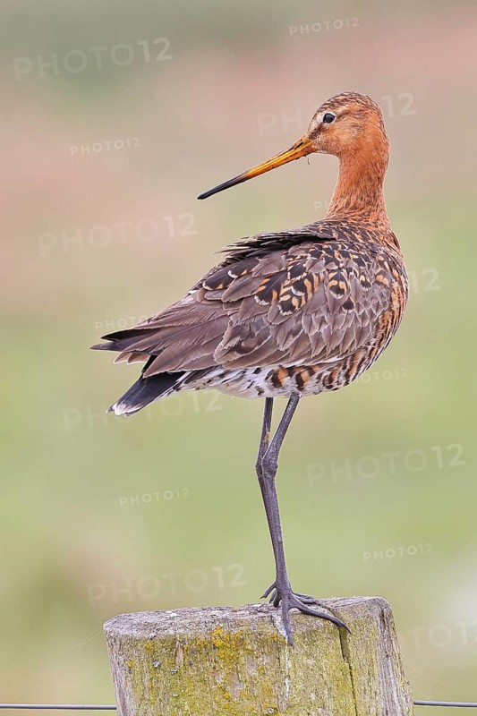 Black-tailed godwit (limosa limosa), on a perch, on a fence post, snipe birds, wildlife, nature photography, wet meadow, Ochsenmoor, Lake Dümmer, Lembruch, Lower Saxony, Germany