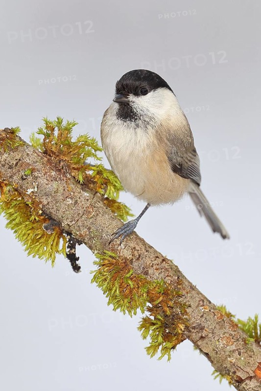 Willow Tit (Parus montanus), Willow Tit (Parus montanus) sitting on a branch overgrown with moss, Wildlife, Animals, Birds, Wilnsdorf, North Rhine-Westphalia, Germany