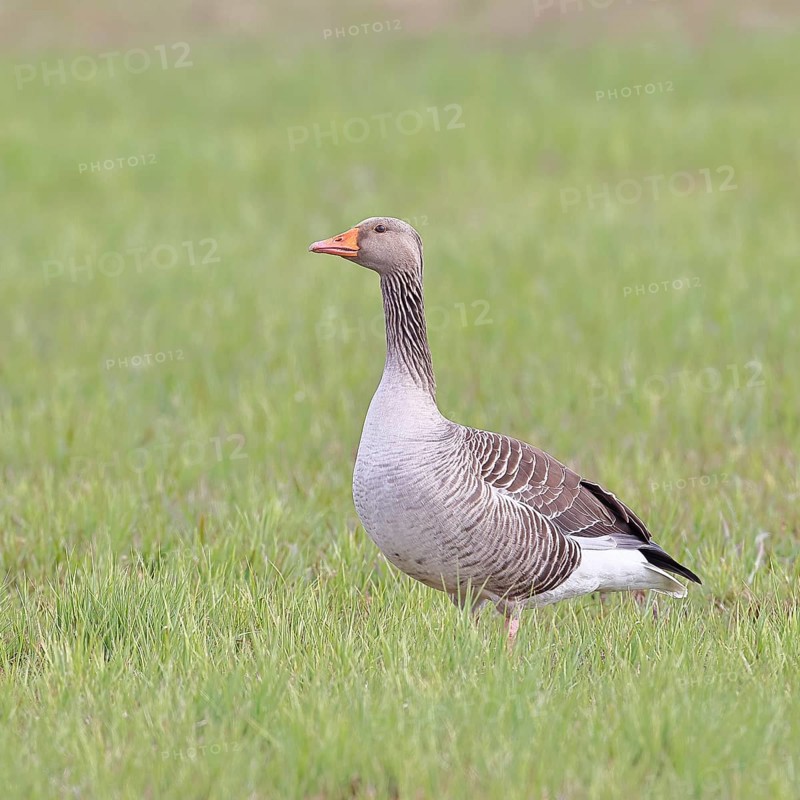 Grey goose (Anser anser) on a moor, Dümmer, Lake Dümmer, Ochsenmoor, Hüde, Lower Saxony, Germany