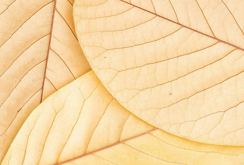 A detailed close-up of the underside of three Magnolia, Mark Jury leaves, showcasing their delicate vein patterns and soft beige tones, capturing the beauty of autumn's subtle transformations