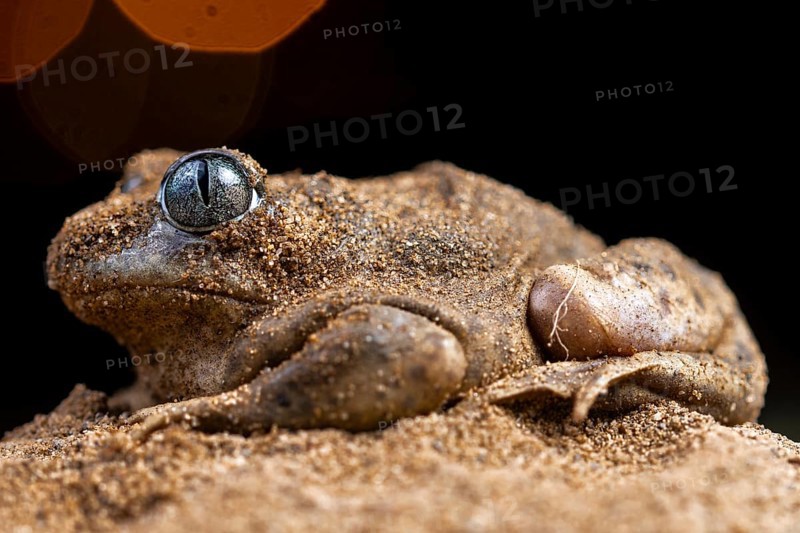 A close-up of the common spadefoot toad, Pelobates cultripes, expertly camouflaged in its sandy environment, showcasing its textured skin and unique eyes