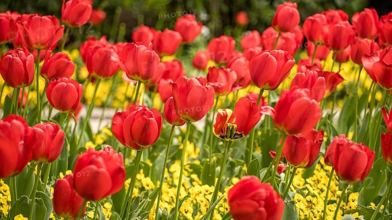A picturesque view of vivid red tulips in full bloom, surrounded by a sea of yellow flowers in spring. The bright colors and lush greenery create a stunning garden scene