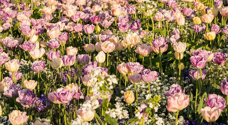 A scenic field bursting with tulips estella rijnveld in full bloom, illuminated by warm sunlight. The vibrant colors and lush greenery create a serene floral landscape