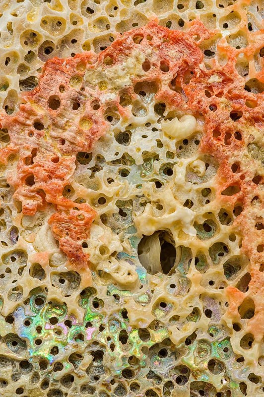 A detailed macro photograph of the intricate texture of an abalone shell, showcasing its vibrant colors, natural holes, and iridescent patterns A stunning representation of marine beauty