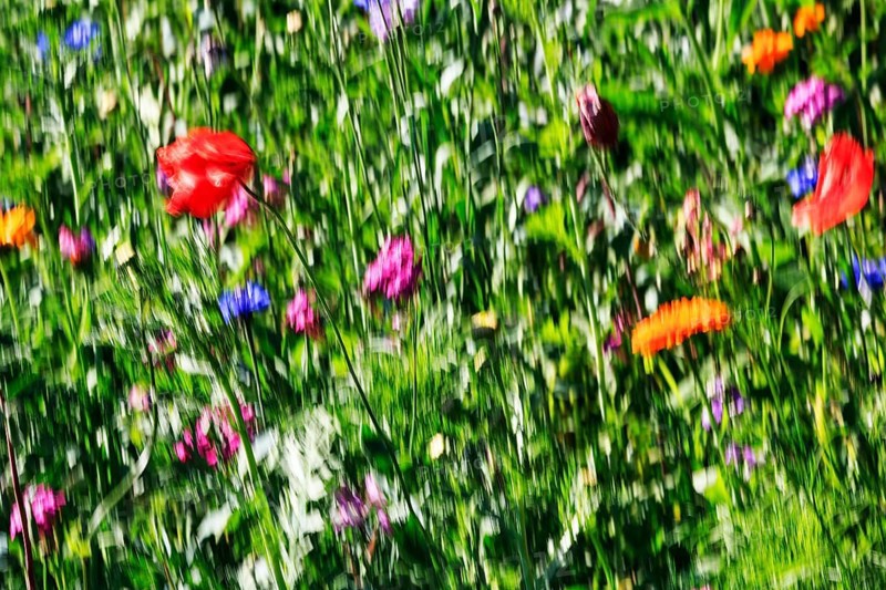 Colorful wildflower meadow in summer, biodiversity, various blossoms, natural garden, illustration, mopping effect, Höxter, Germany