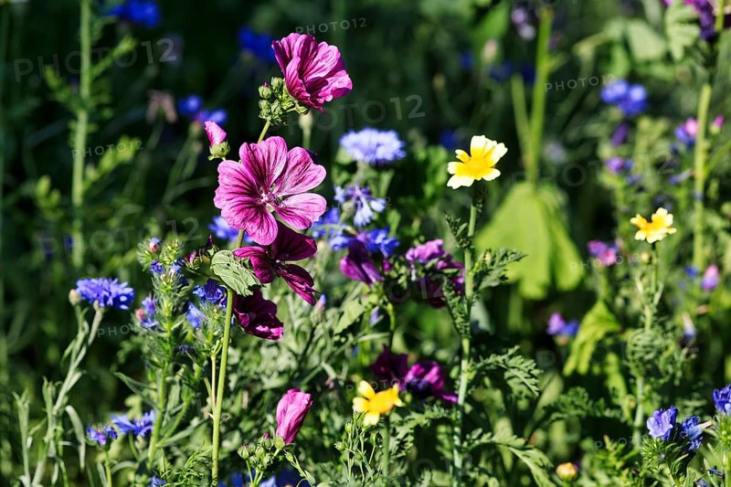 Mallow (Malva sylvestris), wild perennial, cornflowers, wildflower meadow in summer, biodiversity, nature garden, Höxter, Germany