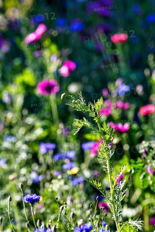 Common yarrow (Achillea millefolium), leaves and bud in wildflower meadow, colourful, biodiversity, carpet of flowers in a natural garden, Höxter, Germany