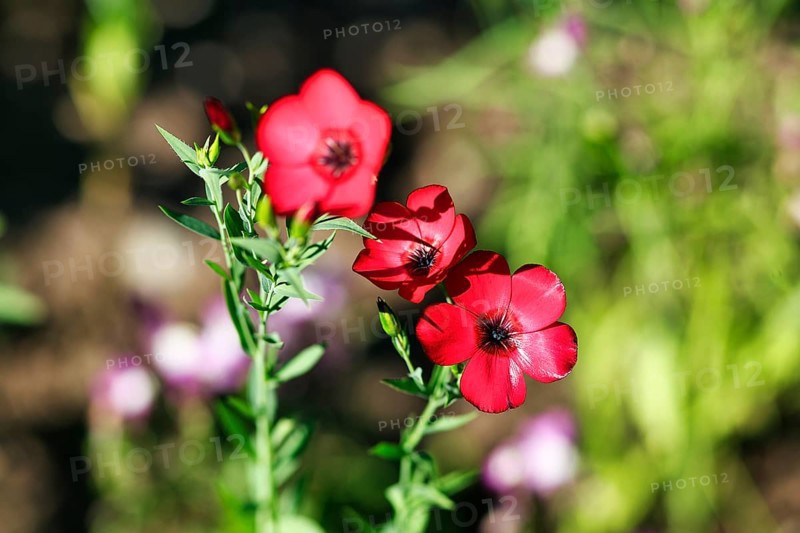 Linum grandiflorum (Linum grandiflorum), close-up, nature garden, Höxter, Germany