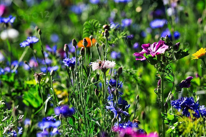 Colourful wildflower meadow in summer, different coloured cornflowers (Centaurea cyanus), mallow (Malva sylvestris), biodiversity, different flowers, honeybees or wild bees, pollination, nature garden, Höxter, Germany