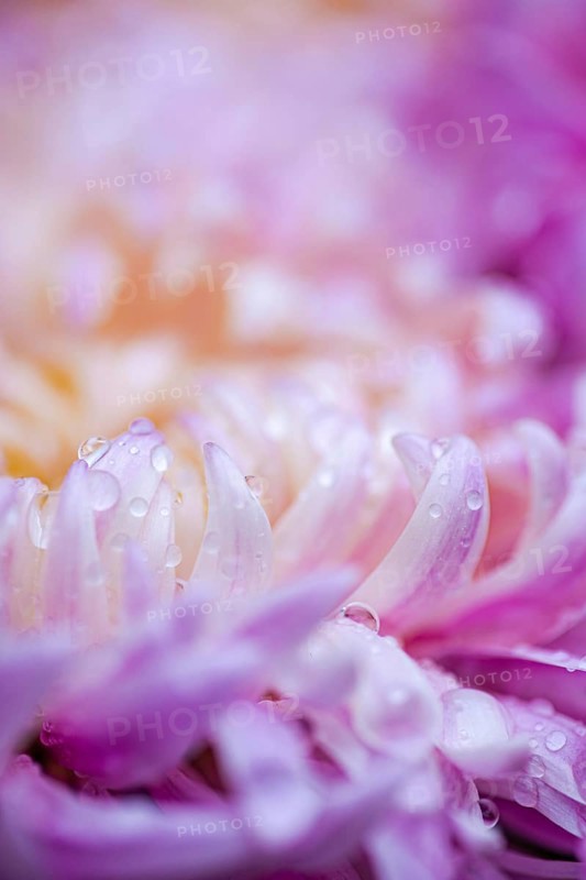Close-up of a chrysanthemum with dewdrops on its petals The soft pink and purple hues evoke the feeling of autumn The delicate details emphasize nature's serene beauty