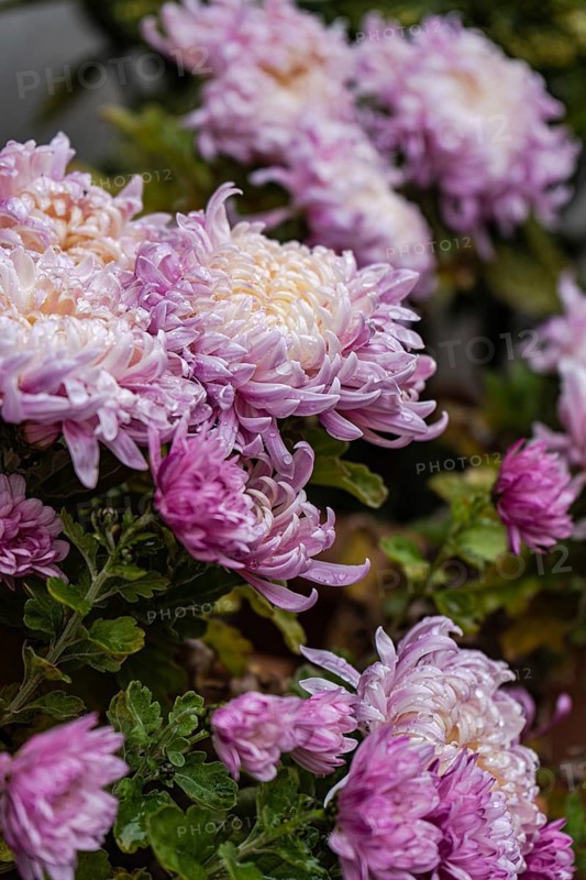 Vibrant pink chrysanthemums bloom amidst lush green leaves, capturing the essence of autumn Delicate petals and rich hues make for a stunning seasonal display