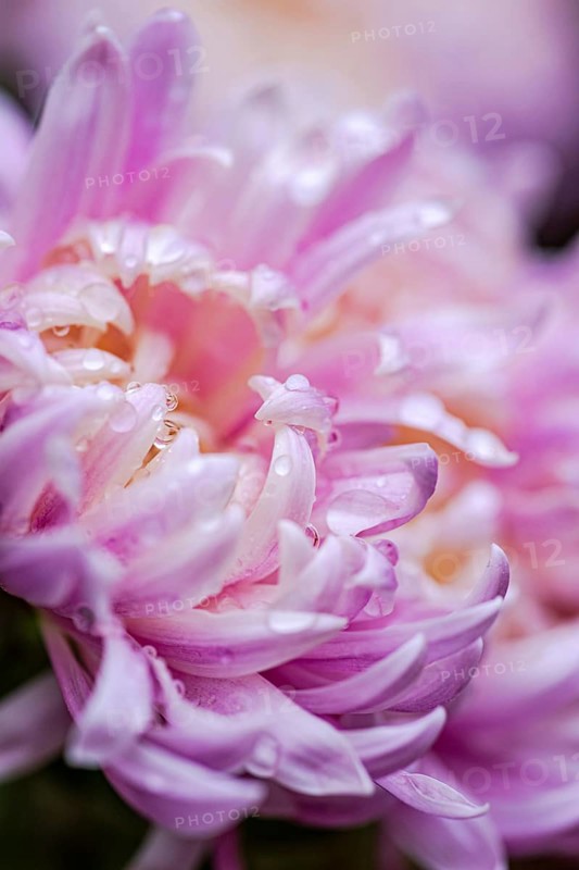 Close-up photography of a pink chrysanthemum adorned with fresh water droplets, showcasing intricate petal details and vibrant colors Captures autumn's natural beauty