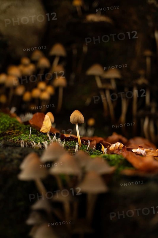 A serene scene of small mushrooms thriving among fallen autumn leaves on a moss-covered forest floor, with a selective focus creating an enchanting atmosphere