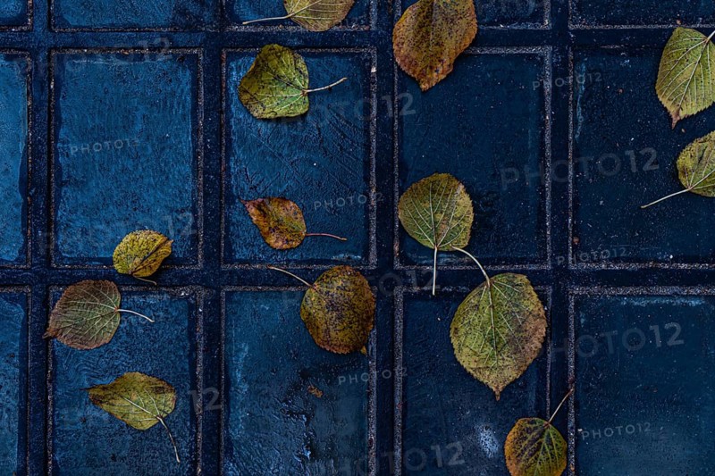 Aesthetic view of scattered yellow leaves resting on a tiled walkway in the old town of Tbilisi, Georgia The wet, dark tiles contrast beautifully with the autumn leaves