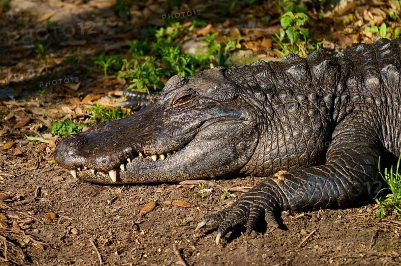 A crocodile resting on the ground in the sunlight, surrounded by plants and dry foliage, American Crocodile (Alligator mississippiensis), spring, St. Augustine, Florida, USA