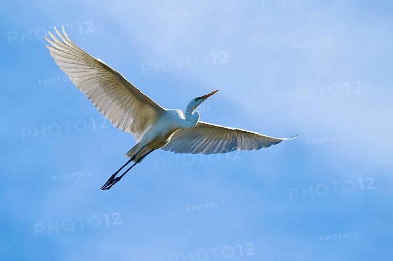 A white bird flies in the blue sky with its wings spread wide, Great White Egret (Ardea alba), spring, St. Augustine, Florida, USA