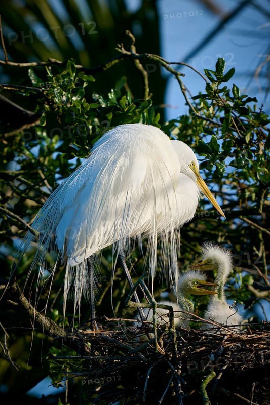 A white bird stands in a nest with two chicks, Great White Egret (Ardea alba), spring, St. Augustine, Florida, USA