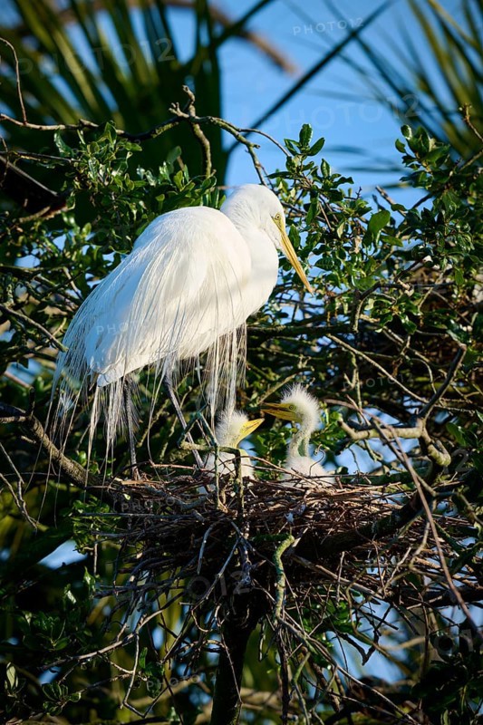 A white bird sitting in a nest on a tree with two chicks, Great White Egret (Ardea alba), spring, St. Augustine, Florida, USA
