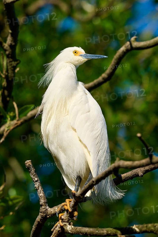 A white heron sits elegantly on a branch against a background of green leaves, Great Egret (Egretta thula), spring, St. Augustine, Florida, USA