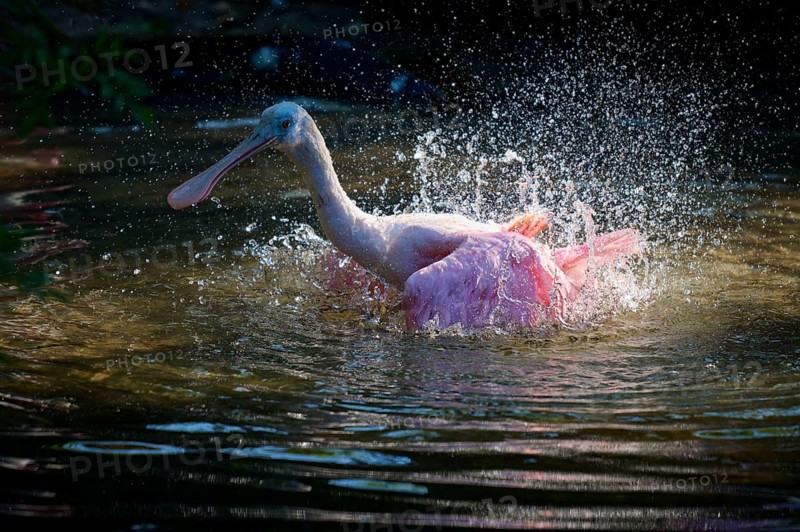 Roseate spoonbill (Ajaja ajaja), spring, St. Augustine, Florida, USA