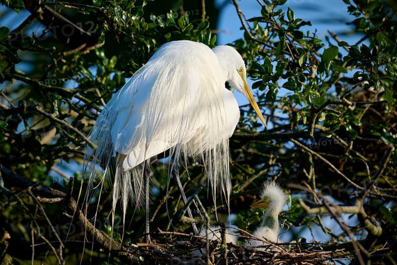 Heron in the nest with a chick in the tree, Great Egret (Ardea alba), spring, St. Augustine, Florida, USA