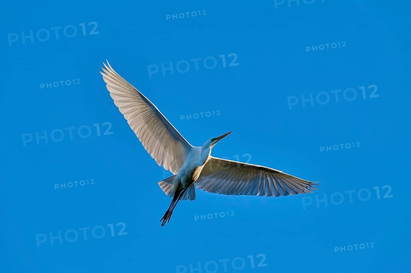 A heron in flight showing its spread, shimmering wings, Great Egret (Ardea alba), spring, St. Augustine, Florida, USA