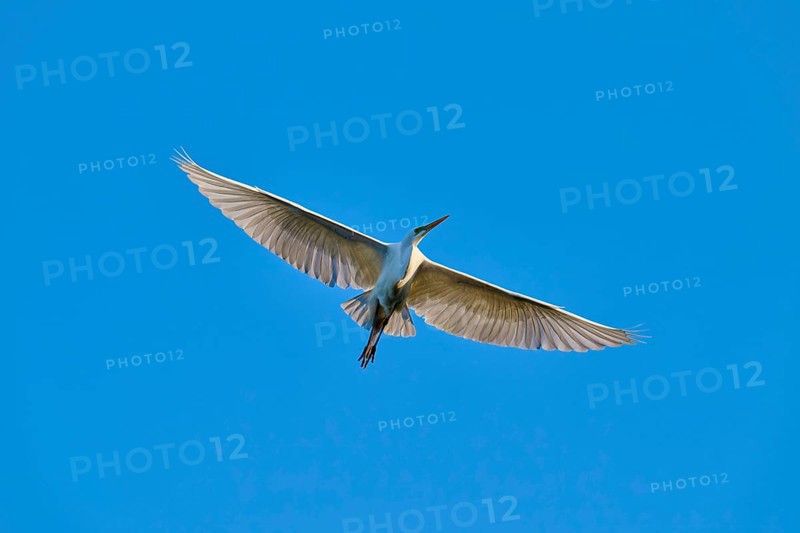 The egret elegantly soars across the sky with broad wings, Great Egret (Ardea alba), spring, St. Augustine, Florida, USA