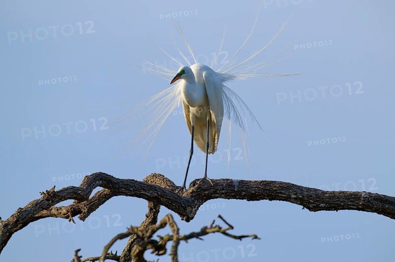 A heron on a branch presents its feathery dress in the sunlight, Great Egret (Ardea alba), spring, St. Augustine, Florida, USA