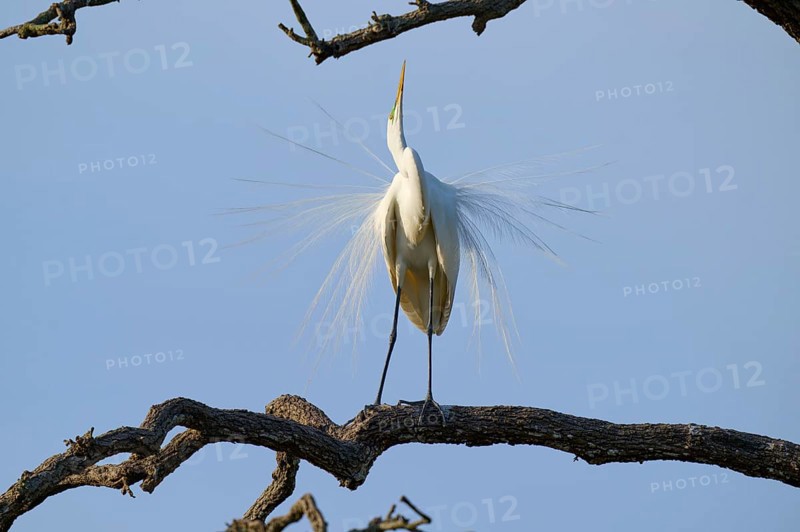A heron stands on a branch, showing its magnificent plumage against a blue sky, Great Egret (Ardea alba), spring, St. Augustine, Florida, USA