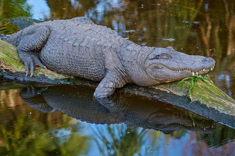 An alligator resting on a tree trunk, natural water environment reflected, American alligator (Alligator mississippiensis), spring, St. Augustine, Florida, USA