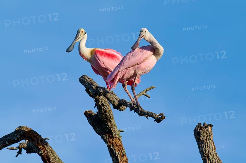 A pair of birds with pink plumage resting on a branch, clear sky in the background, Roseate Spoonbill (Ajaja ajaja), spring, St. Augustine, Florida, USA