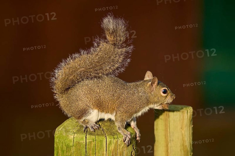 A squirrel sits on a wooden post and looks curiously into the distance, American grey squirrel (Sciurus carolinensis), spring, St. Augustine, Florida, USA