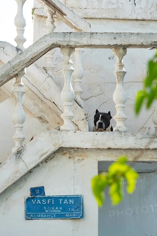 Bodrum, Turkey. April 23rd 2022 Cute dog and traditional local Turkish Architecture in Bodrum Old Town, Turkish Aegean coast of Turkey