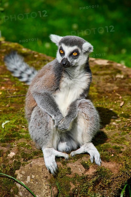 A lemur sits quietly on a stone covered with moss, Ring-tailed Lemur (Lemur catta), France