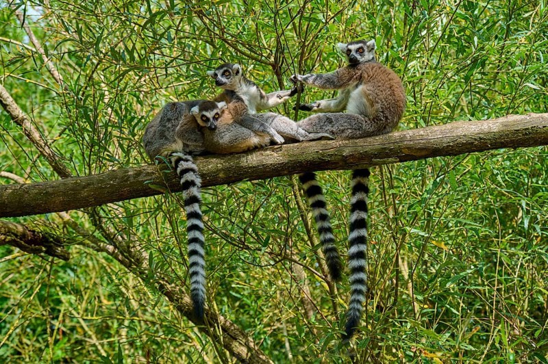 Three lemurs relaxing on a branch surrounded by green foliage, Ring-tailed Lemur (Lemur catta), France
